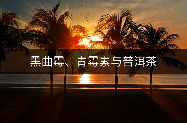 黑曲霉、青霉素與普洱茶