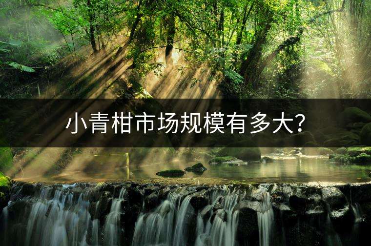 小青柑市場(chǎng)規(guī)模有多大？