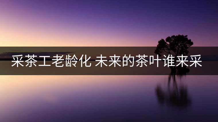 采茶工老齡化 未來的茶葉誰來采？