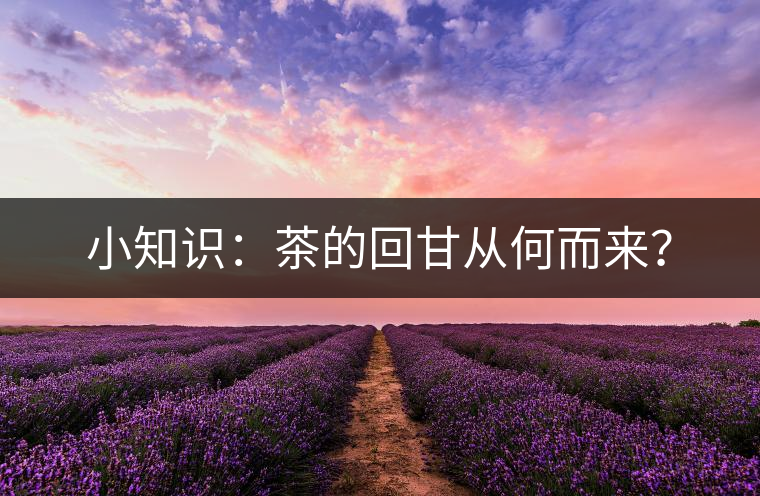 小知識：茶的回甘從何而來？