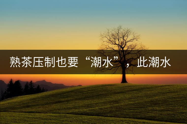 熟茶壓制也要“潮水”，此潮水的目的是什么？