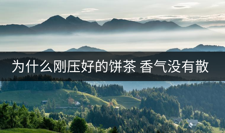 為什么剛壓好的餅茶 香氣沒有散茶好？