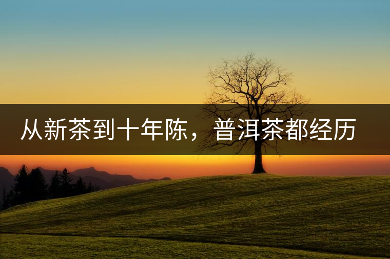 從新茶到十年陳，普洱茶都經(jīng)歷了什么？