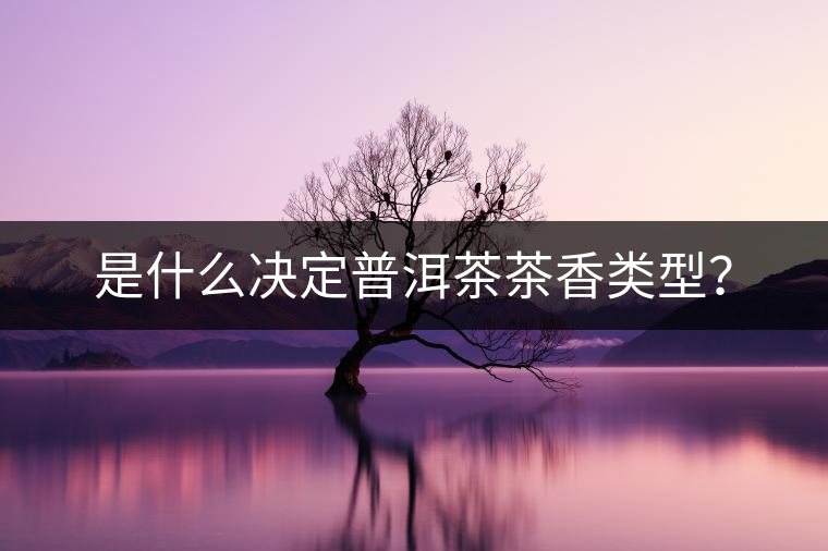 是什么決定普洱茶茶香類型？