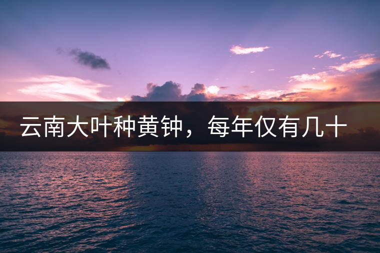 云南大葉種黃鐘，每年僅有幾十公斤的產(chǎn)量，堪稱茶界的“大熊貓”