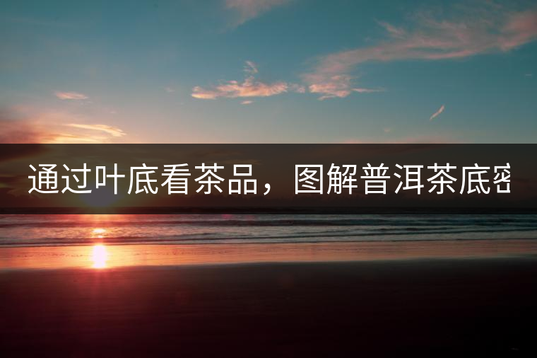 通過葉底看茶品，圖解普洱茶底密碼！