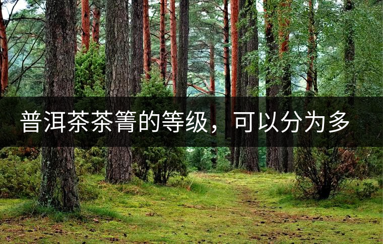 普洱茶茶箐的等級，可以分為多少級？