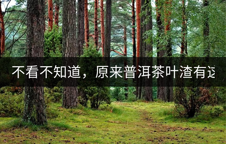 不看不知道，原來普洱茶葉渣有這么多作用！