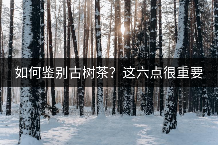 如何鑒別古樹茶？這六點(diǎn)很重要