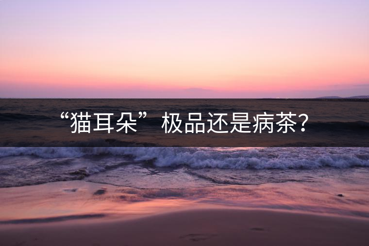 “貓耳朵”極品還是病茶？