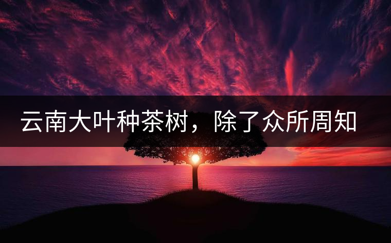 云南大葉種茶樹(shù)，除了眾所周知的“勐庫(kù)種”“勐海種”以外，還有那些品質(zhì)獨(dú)特的品種呢