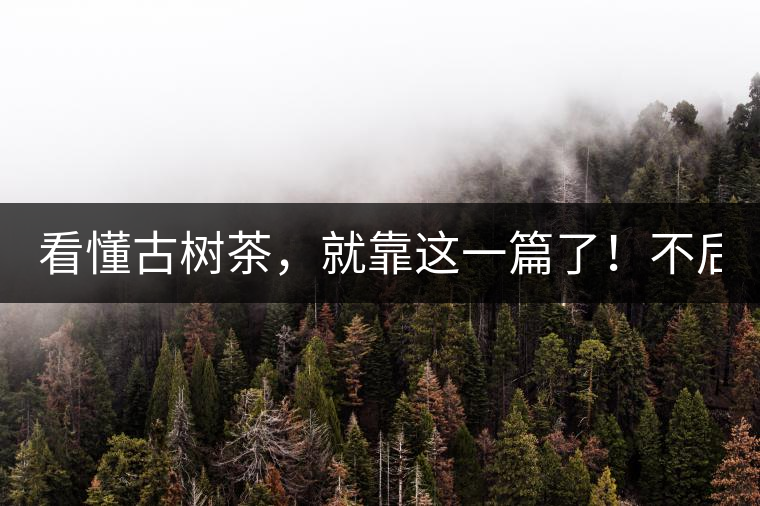 看懂古樹茶，就靠這一篇了！不后悔!