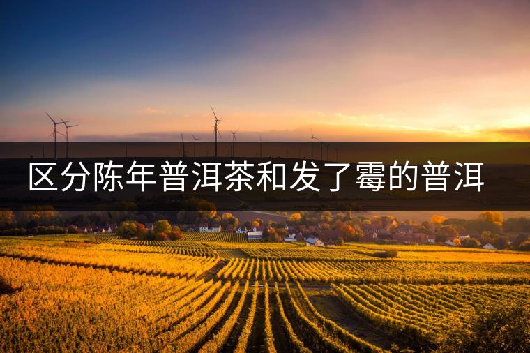 區(qū)分陳年普洱茶和發(fā)了霉的普洱有什么不同？