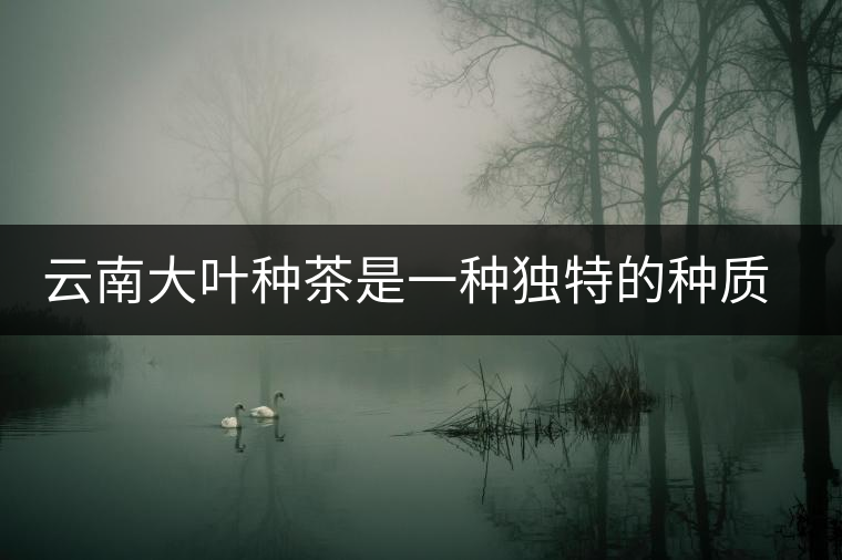 云南大葉種茶是一種獨(dú)特的種質(zhì)資源