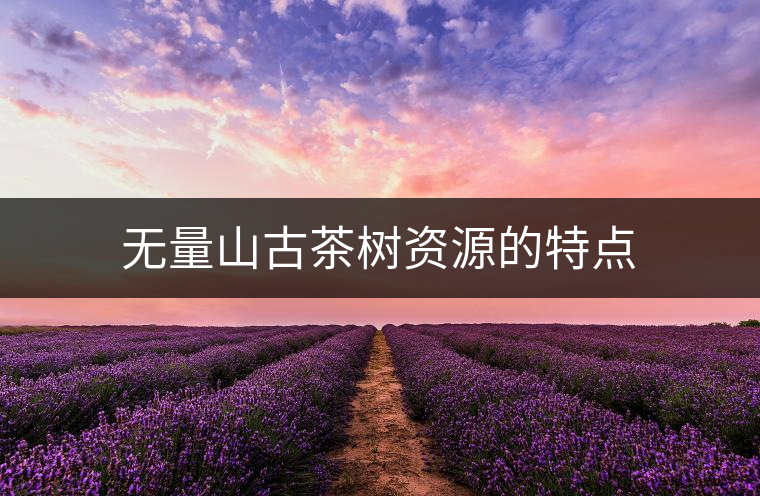 無(wú)量山古茶樹(shù)資源的特點(diǎn) 無(wú)量山古茶樹(shù)資源的特點(diǎn)