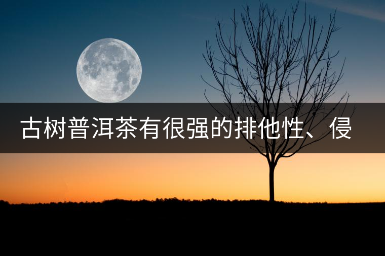 古樹普洱茶有很強(qiáng)的排他性、侵略性、吸納性