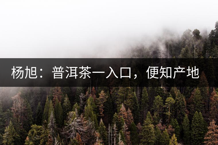 楊旭：普洱茶一入口，便知產地和年份