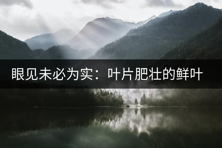 眼見未必為實：葉片肥壯的鮮葉品質(zhì)一定格外優(yōu)異？