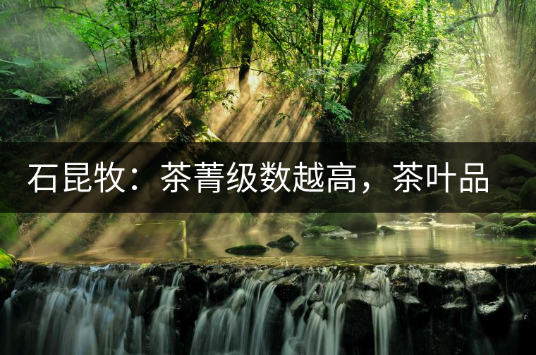 石昆牧：茶菁級數(shù)越高，茶葉品質(zhì)就越好？