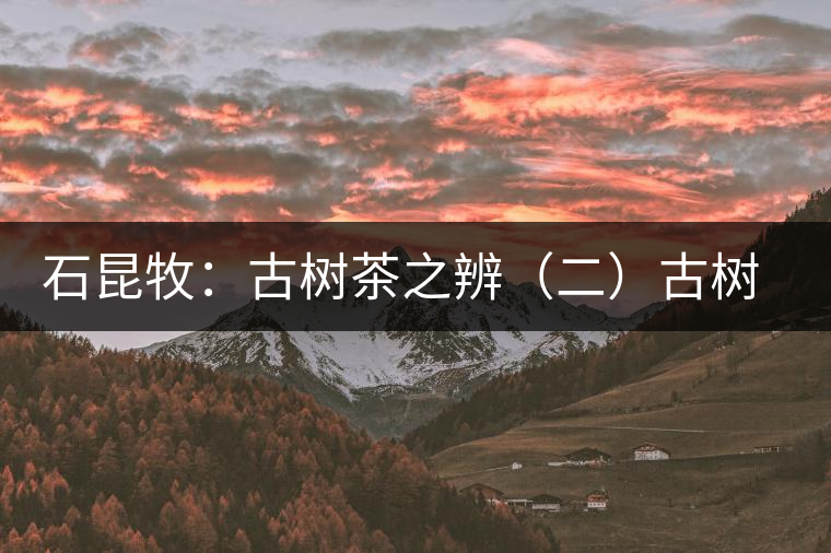 石昆牧:古樹茶之辨(二)古樹小樹之辨 石昆牧:古樹茶之辨(二)古樹小樹之辨