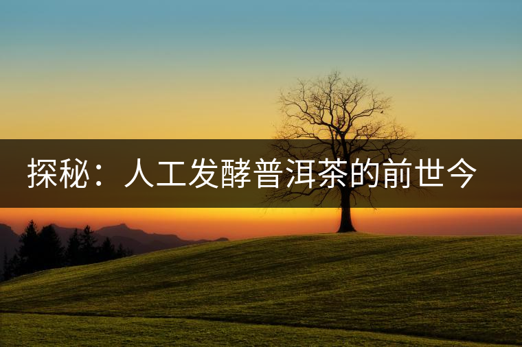探秘:人工發(fā)酵普洱茶的前世今生 探秘:人工發(fā)酵普洱茶的前世今生
