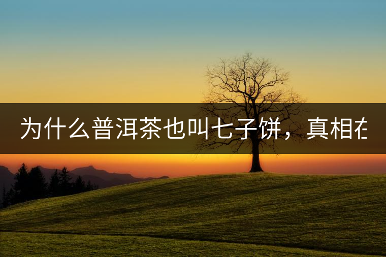 為什么普洱茶也叫七子餅，真相在這里！