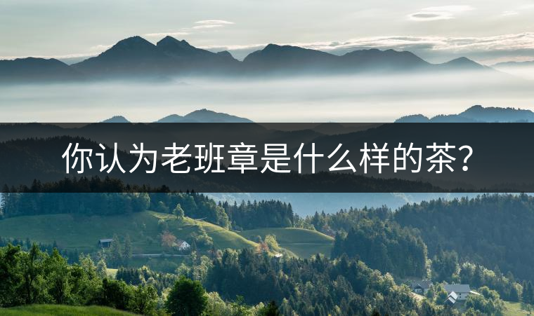你認(rèn)為老班章是什么樣的茶？