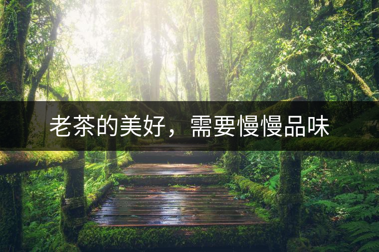 老茶的美好，需要慢慢品味