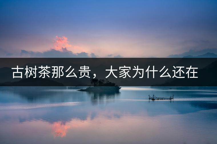 古樹茶那么貴，大家為什么還在瘋狂追求？