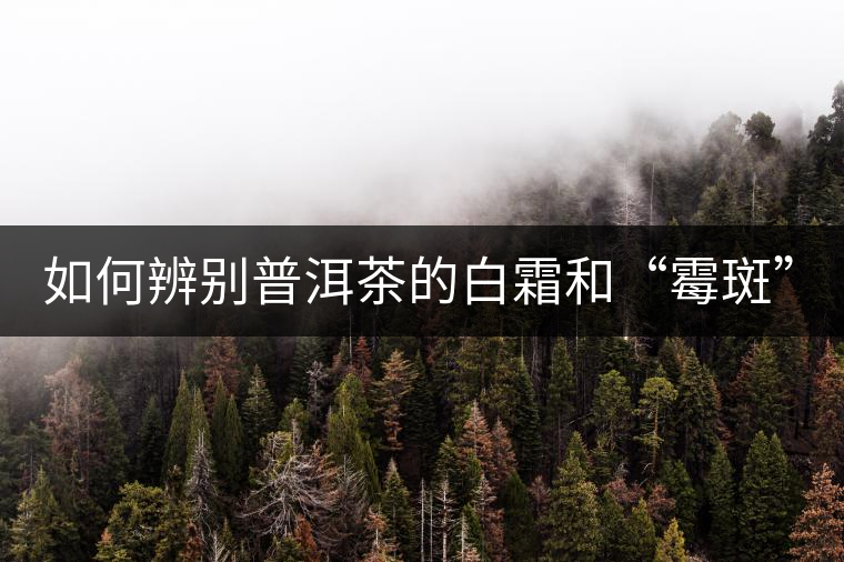 如何辨別普洱茶的白霜和“霉斑”？
