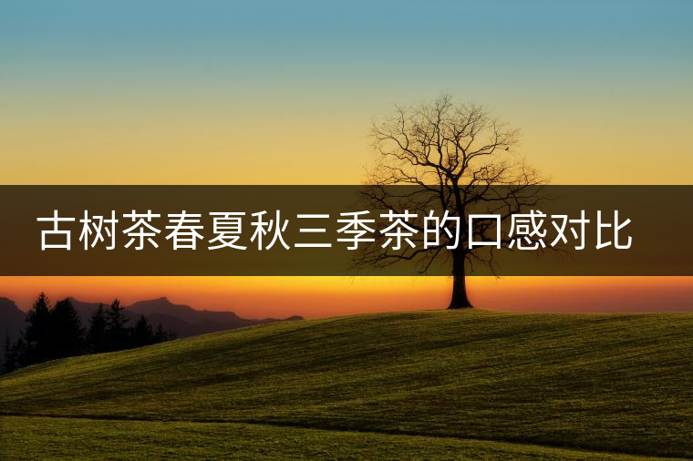 古樹茶春夏秋三季茶的口感對比，尤其是回甘方面有什么不同？