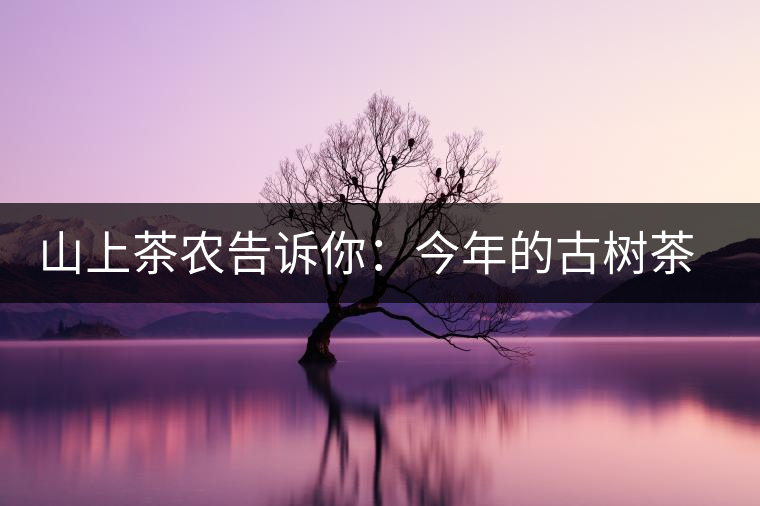 山上茶農(nóng)告訴你：今年的古樹茶為什么那么貴？