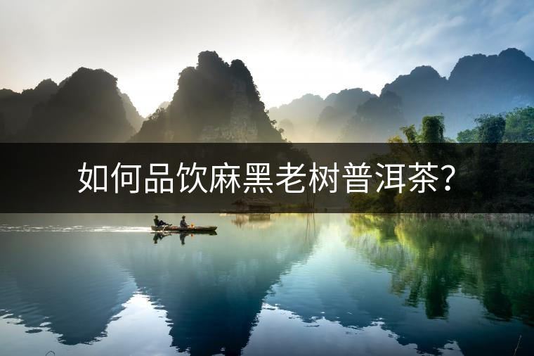 如何品飲麻黑老樹普洱茶？