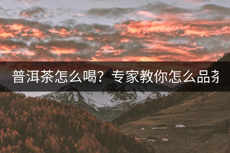 普洱茶怎么喝？專家教你怎么品茶？