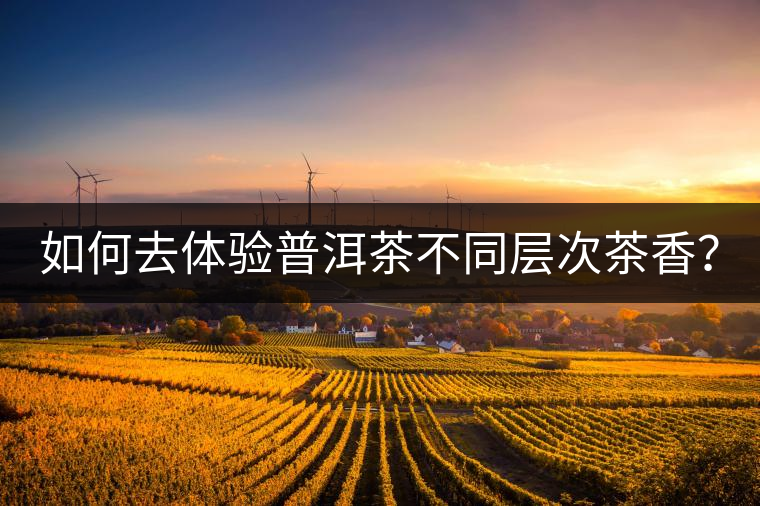 如何去體驗(yàn)普洱茶不同層次茶香？