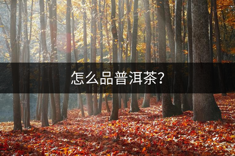 怎么品普洱茶？