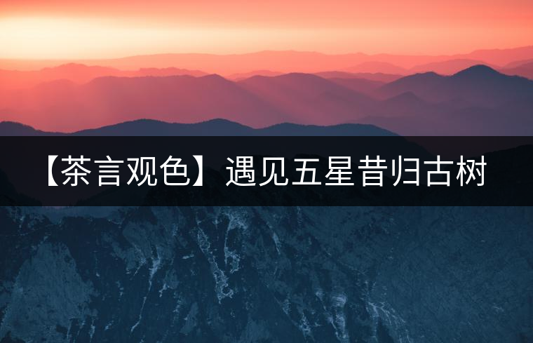 【茶言觀色】遇見(jiàn)五星昔歸古樹(shù)之美