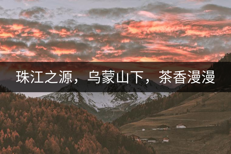 珠江之源，烏蒙山下，茶香漫漫