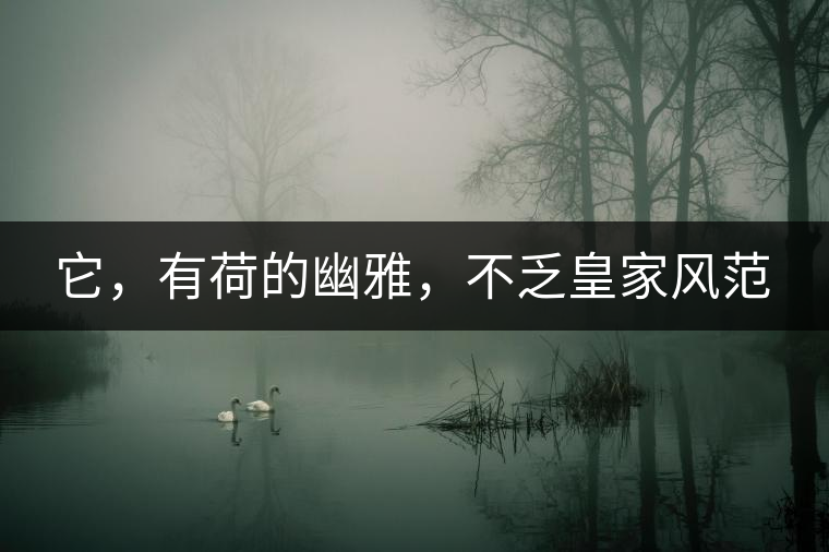 它，有荷的幽雅，不乏皇家風范