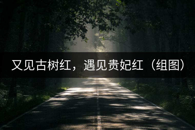 又見古樹紅，遇見貴妃紅（組圖）