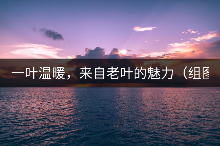 一葉溫暖，來自老葉的魅力（組圖）