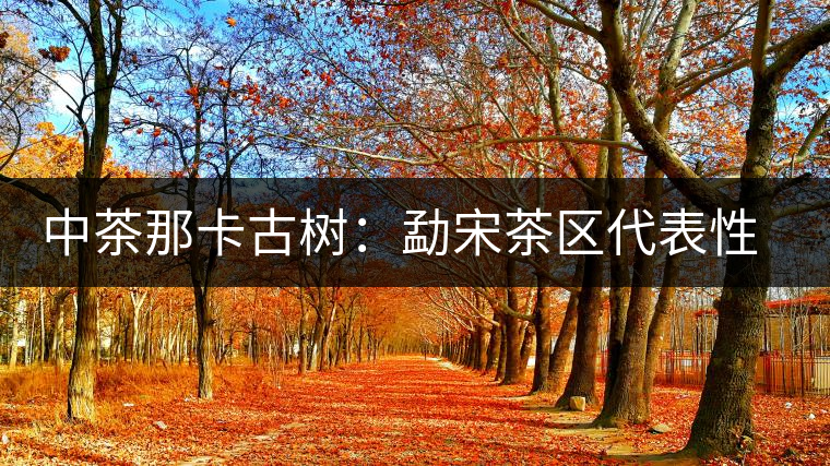 中茶那卡古樹:勐宋茶區(qū)代表性茶品 中茶那卡古樹:勐宋茶區(qū)代表性茶品