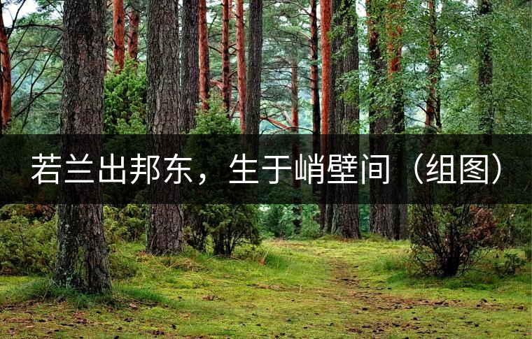 若蘭出邦東，生于峭壁間（組圖）