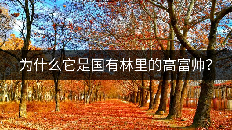 為什么它是國(guó)有林里的高富帥？