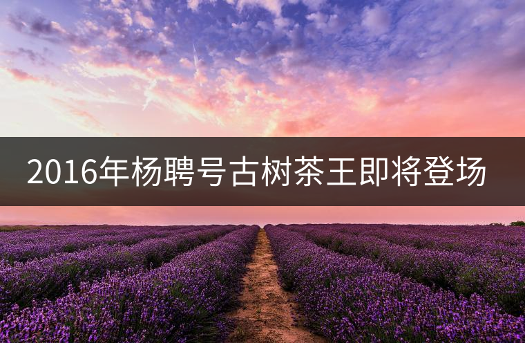 2016年楊聘號古樹茶王即將登場！