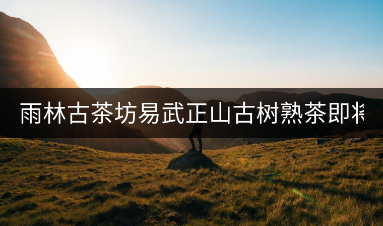 雨林古茶坊易武正山古樹(shù)熟茶即將上市！