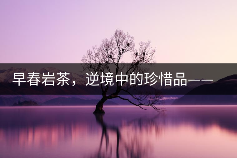 早春巖茶，逆境中的珍惜品——“邦東古樹茶”隆重上市