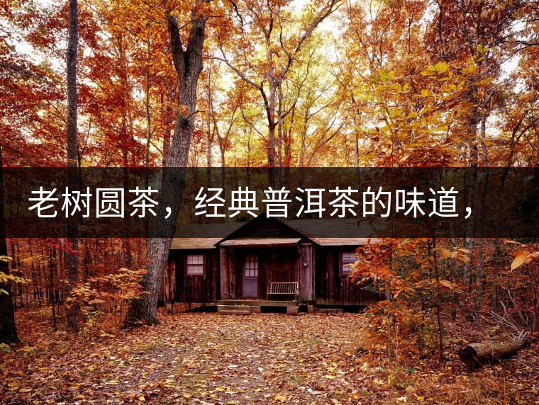 老樹圓茶，經(jīng)典普洱茶的味道，即將上市