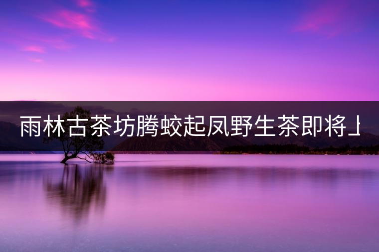 雨林古茶坊騰蛟起鳳野生茶即將上市！