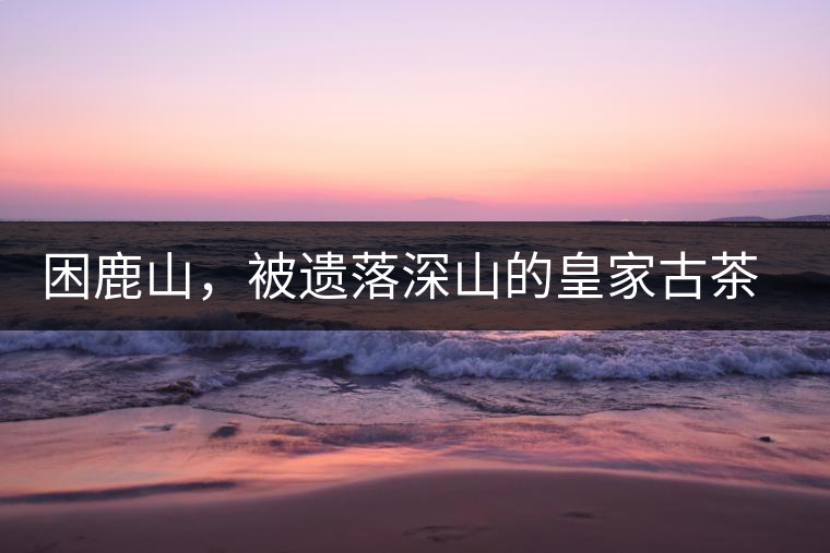 困鹿山，被遺落深山的皇家古茶園